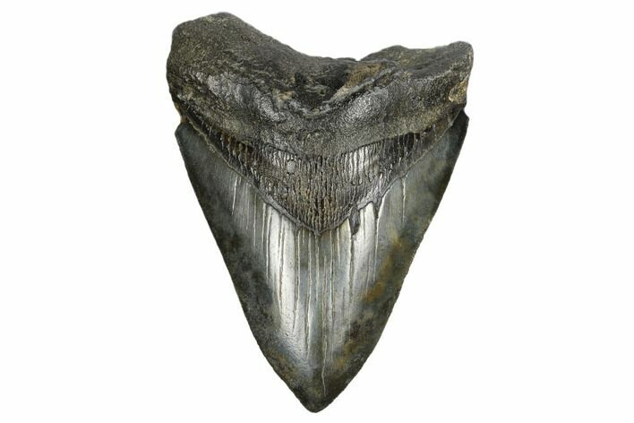 Serrated Fossil Megalodon Tooth - South Carolina #168127